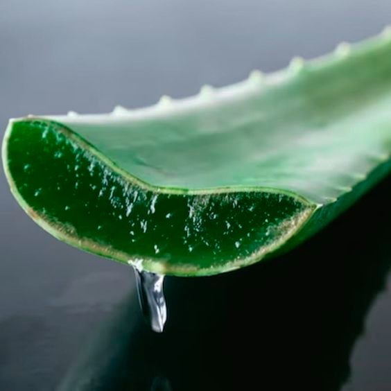 Eukalyptus